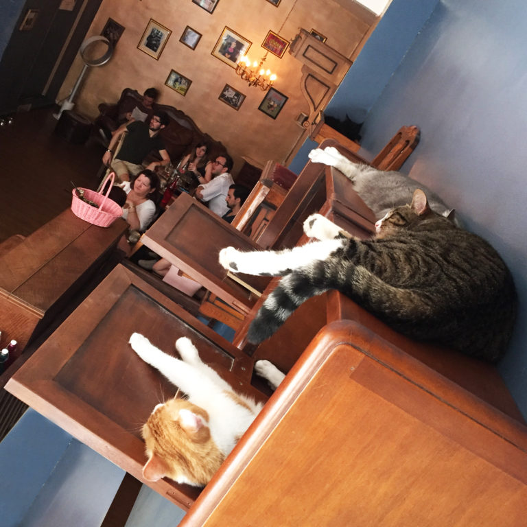 Paris’ Cutest Café: Sip Coffee While Saving Adorable Rescue Cats!