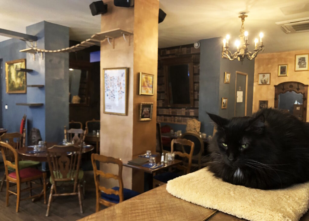 Le Café des Chats Paris